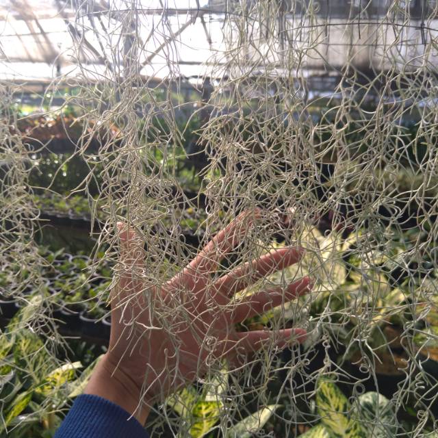 Jenggot musa/jenggot nabi