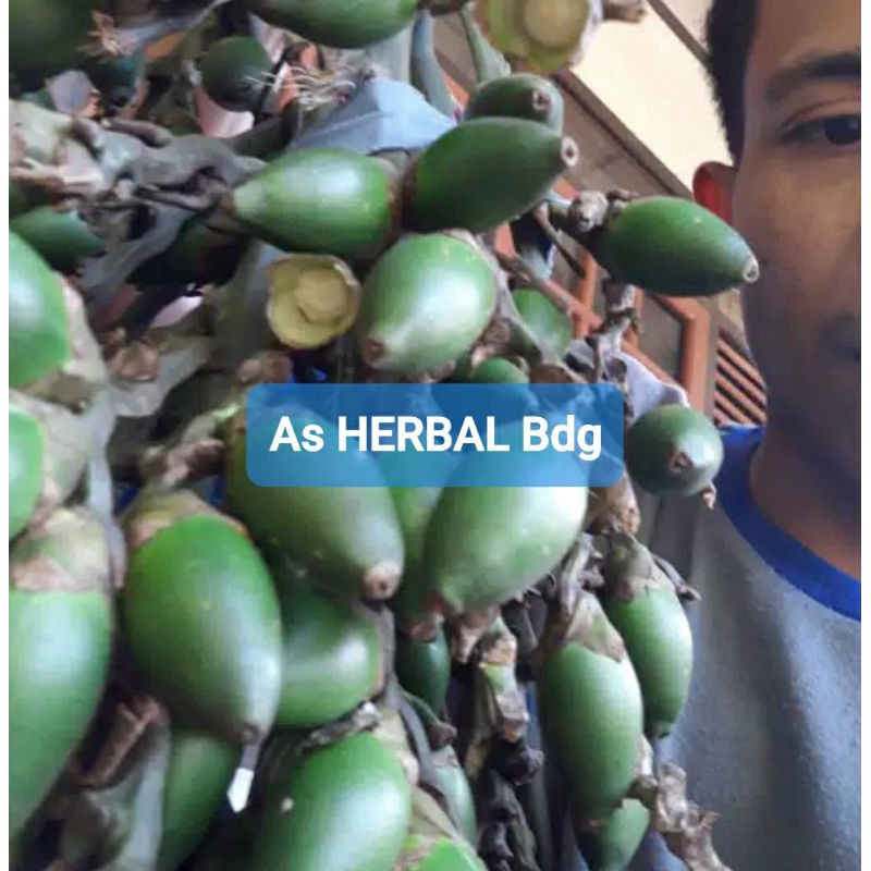 

Buah Pinang Muda 1 Kg - Gratis akar pinang-az
