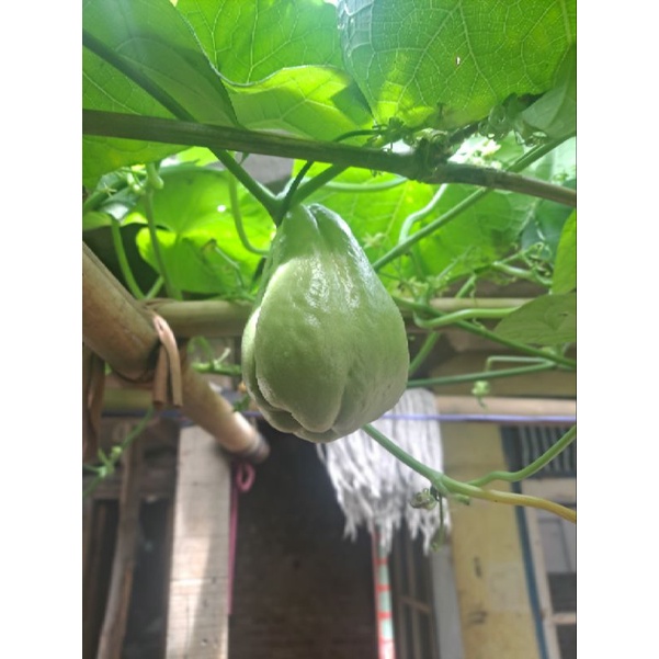 

labu segar 1 kg hanya 75,00 murah