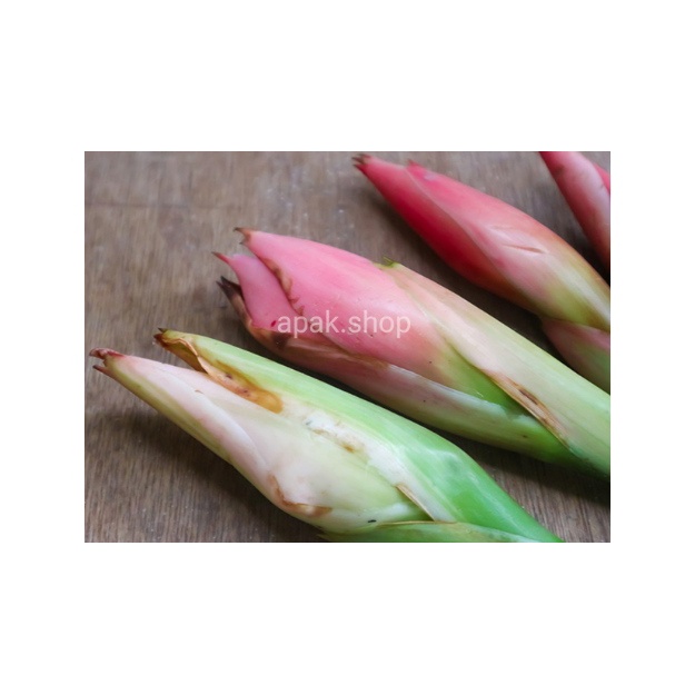 

Kecombrang / kincung 250 gram