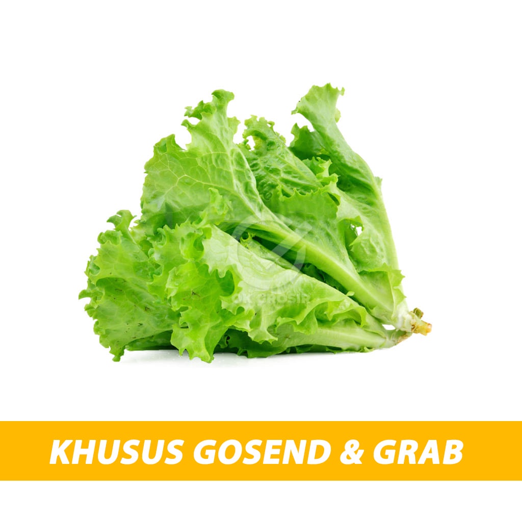 

Lettuce Green / Lettuce Salad Hidroponik / Selada Keriting KHUSUS INSTANT