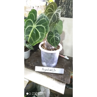 Anthurium tarantula / clarinervium