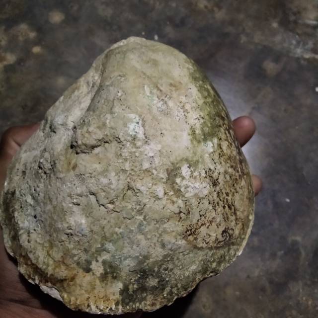 Batu kijing bungkem/fosil kerang naturaltemuan alam super jumbo