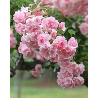 Tanaman Bunga Mawar Import Rosario