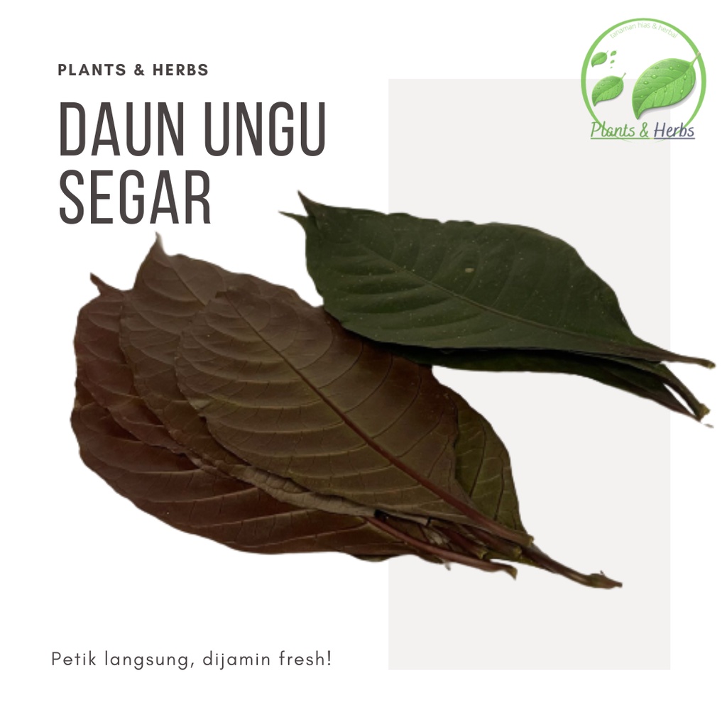 

Termurah Daun Ungu Segar 500 gram Asli Organik Daun handeuleum