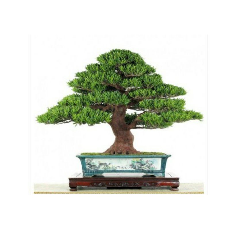bahan bonsai lohansung