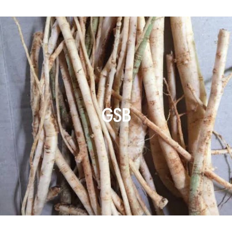 

Akar pepaya segar 1 kg / akar buah pepaya