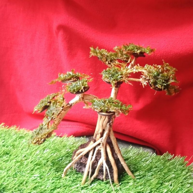 bonsai aquascape mini