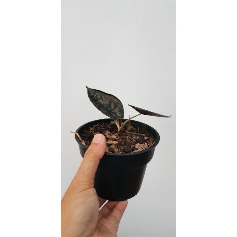 Alocasia infernalis/black indo