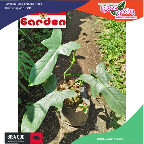 philodendron florida bronze buterfly