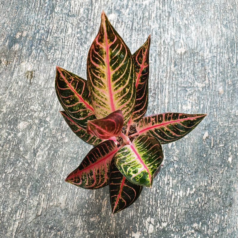 Aglonema Pride of Sumatra