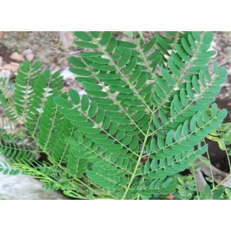 daun petai cina lamtoro segar