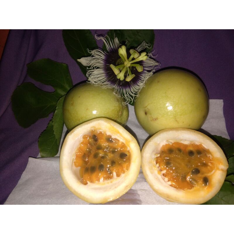 

Markisa kuning/markisa obat