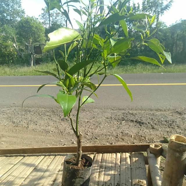 

Jeruk Gerga Pagaralam