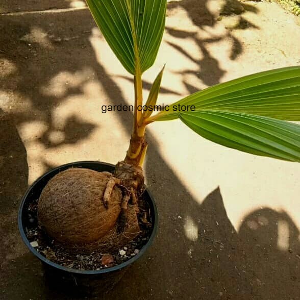 Bibit kelapa - bibit kelapa kuning - bonsai kelapa tanaman hias