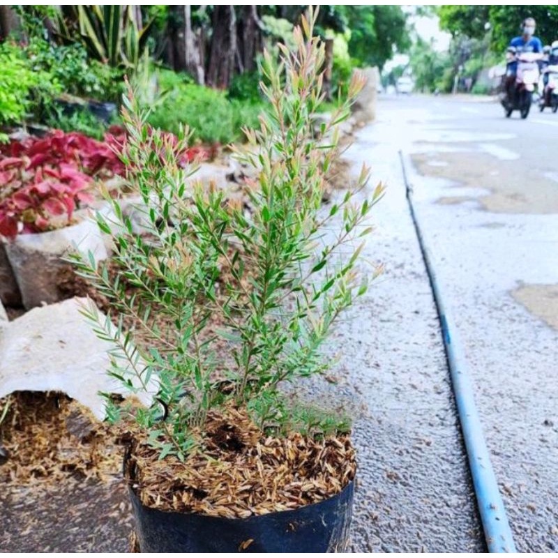 Tanaman Herbal Eucalyptus Kayu Putih / Bibit Pohon herbal kayu Putih Eucalyptus / Bibit Tanaman Kayu