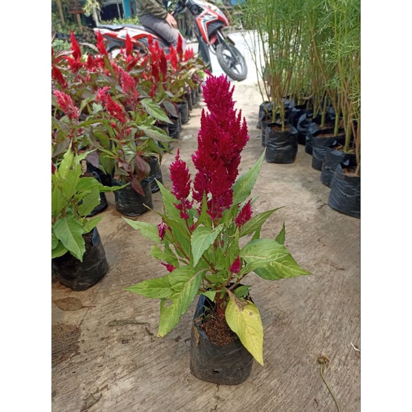 Tanaman hias jengger ayam / celosia