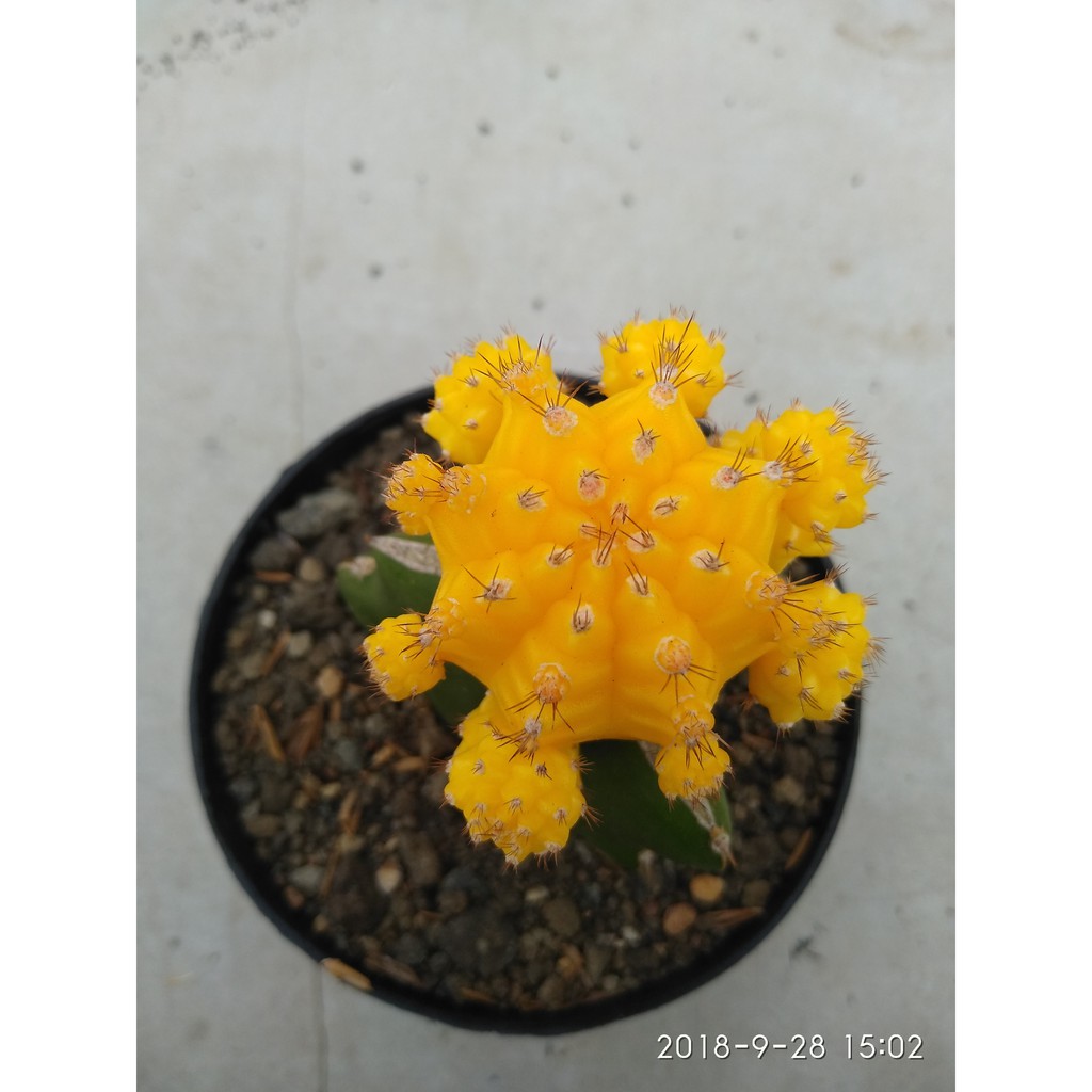 gymnocalycium mihanovichii-yellow