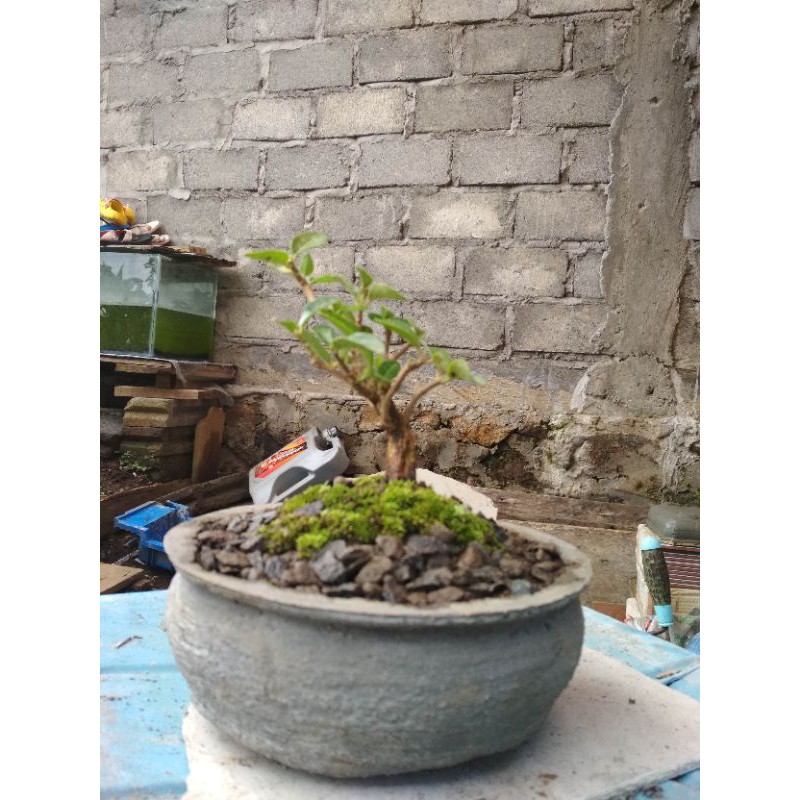 BONSAI MAME