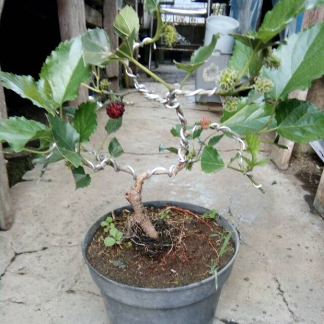 Tanaman Hias Bonsai Buah Murbei Murbey Shopee Indonesia