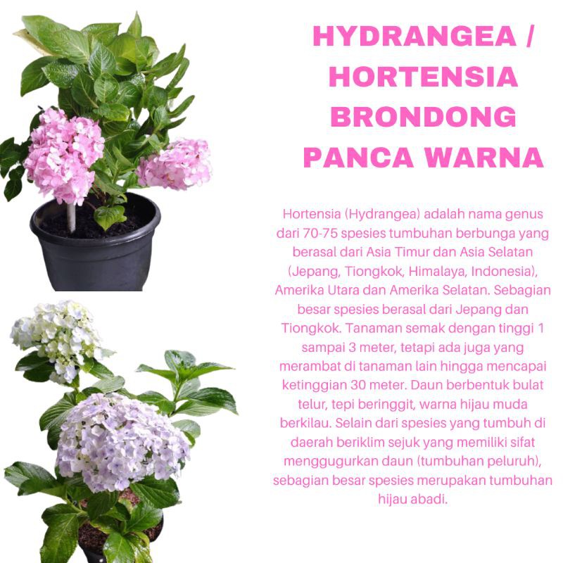 PROMO TANAMAN HIAS BUNGA HYDRANGEA HORTENSIA BRONDONG PANCAWARNA KUALITAS SUPER | MURAH | COD