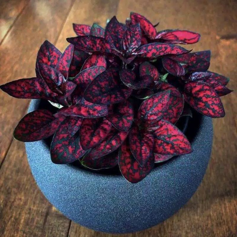 TANAMAN HIAS BUNG HYPOESTES/ HYPOESTES MERAH