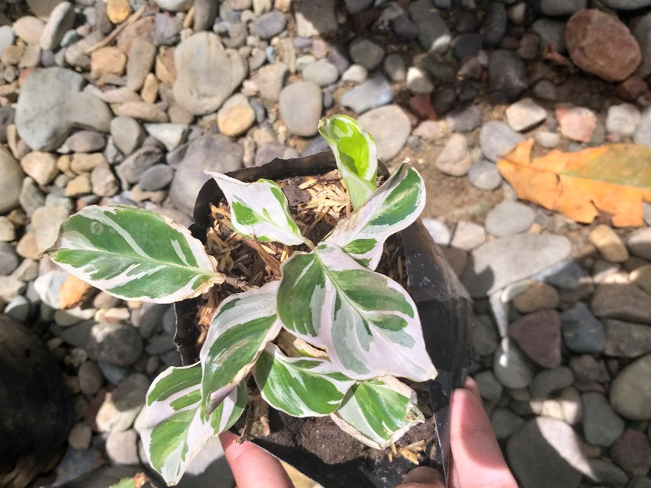 Calathea White Fusion / Tissue