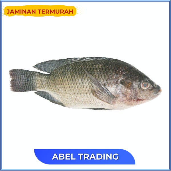 

IKAN FRESH MUJAER 240 GR