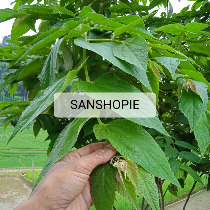 

Daun ceri daun talok atau kersen segar 1 kg