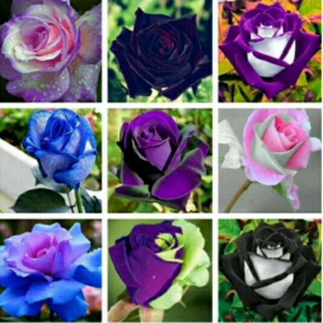 Benih/Biji Bunga Mawar Langka Mixed Terbaik