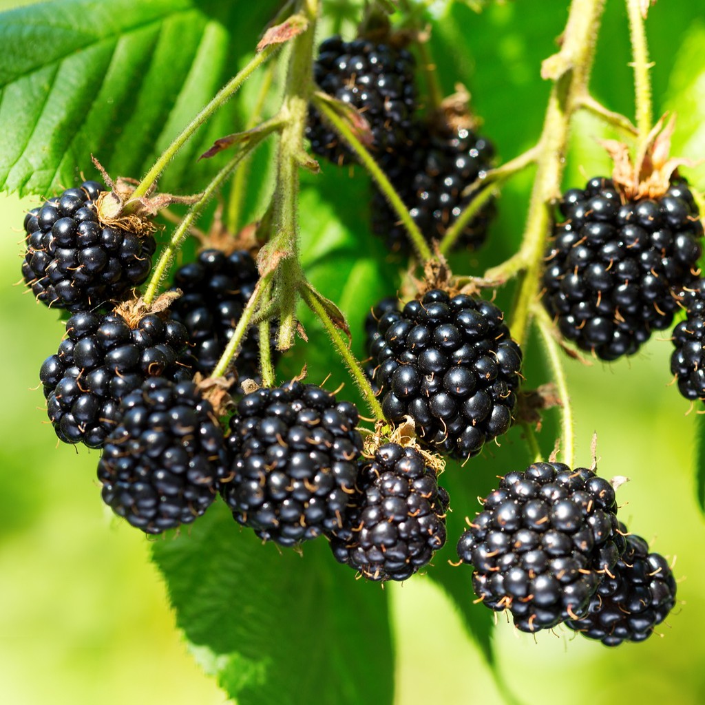 2 Benih Bibit Blackberry Triple Crown Tanaman Buah Blackbery Import Premium Unggul Berkualitas Super