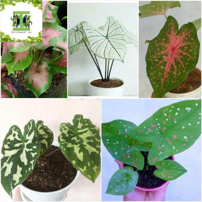 Paket 5 tanaman hias keladi - 5 jenis pohon keladi