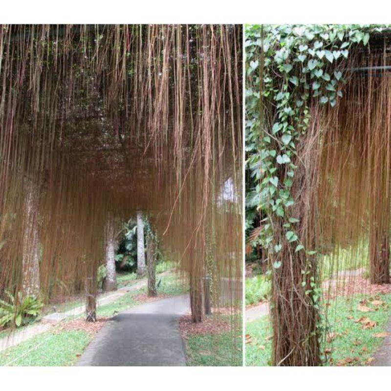 bibit curtain Ivy / akar gantung/ akar seribu