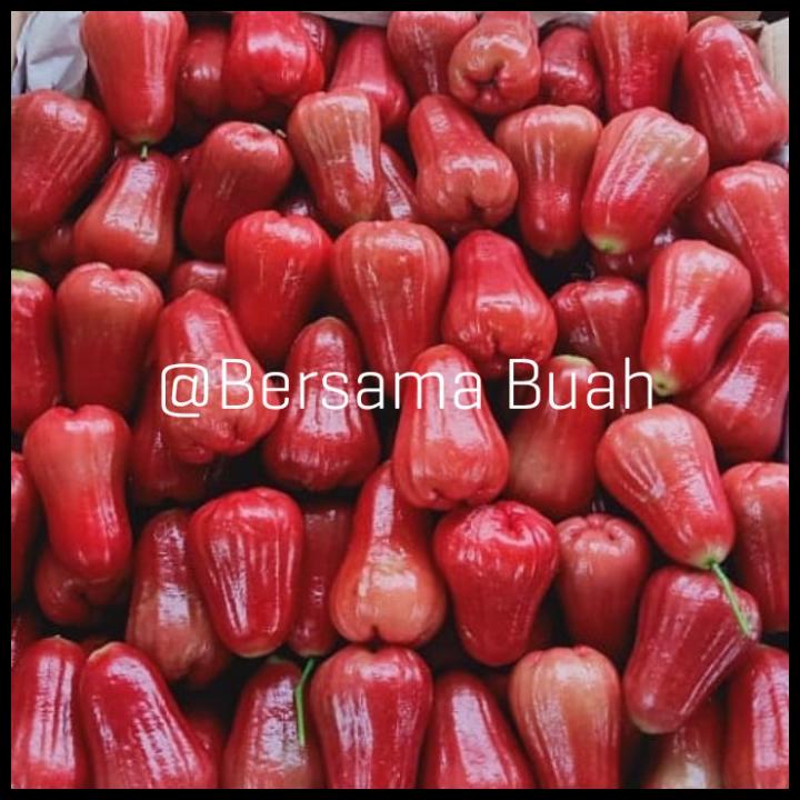 

Buah Jambu Air Merah Citra Manis