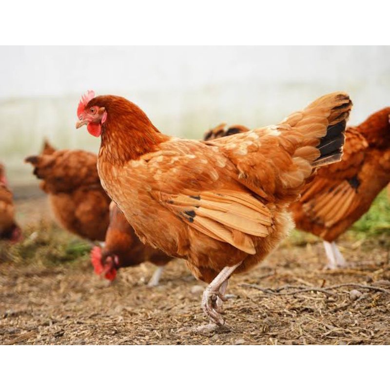 TELUR FERTIL / TETAS AYAM MERAWANG