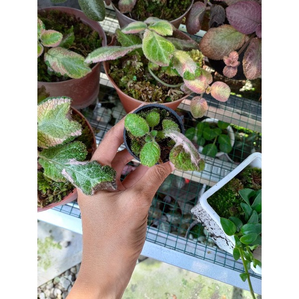 Baby Episcia Picasso