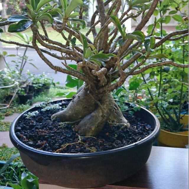 Paling Keren  25 Gambar Bunga Bonsai  Plastik Gambar Bunga HD