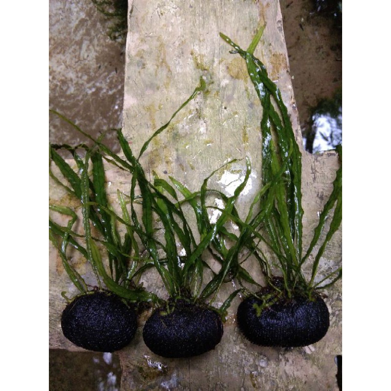 microsorum needle/kadaka needle tanaman aquascape wabikusa.