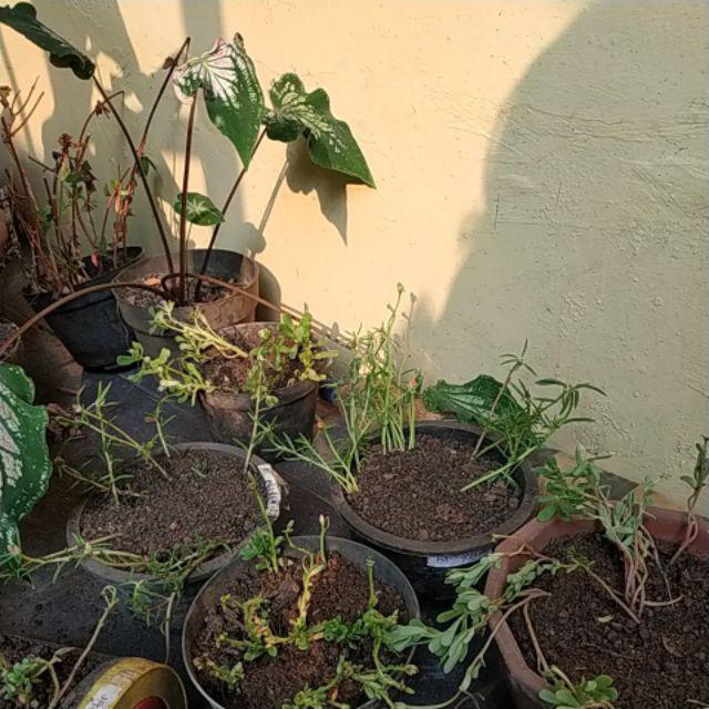 Moserore Irin Carnation Thailad