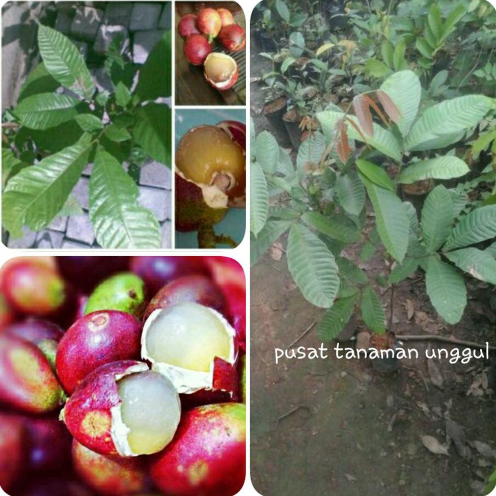 Unggul Bibit Buah Matoa Super Unggul #_#