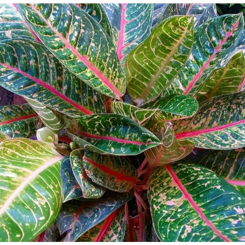 Bunga Aglonema Donakarmen Segar Rimbun Murah Aglo Donacarmen