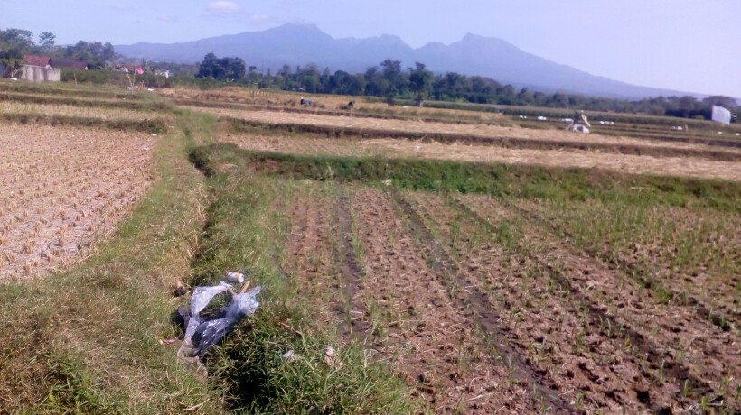 Racun Tikus Maowang Terbaru Bentuk Biscuit Untuk Tikus Jera Ampuh