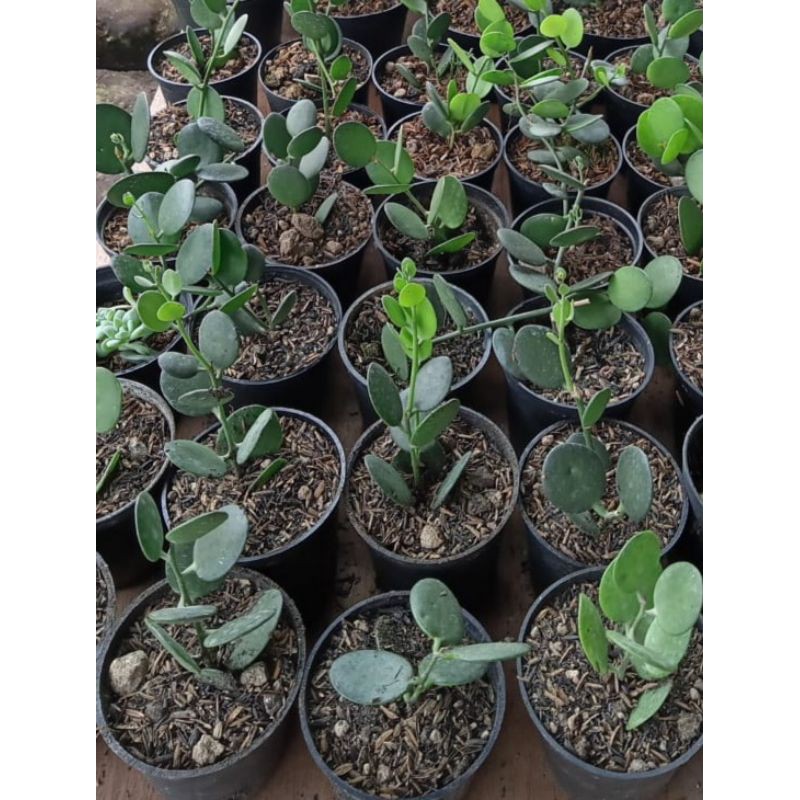 Kaktus Sukulen Sukulen Mini Sukulen Paket Paket Sukulen Dolar Murah