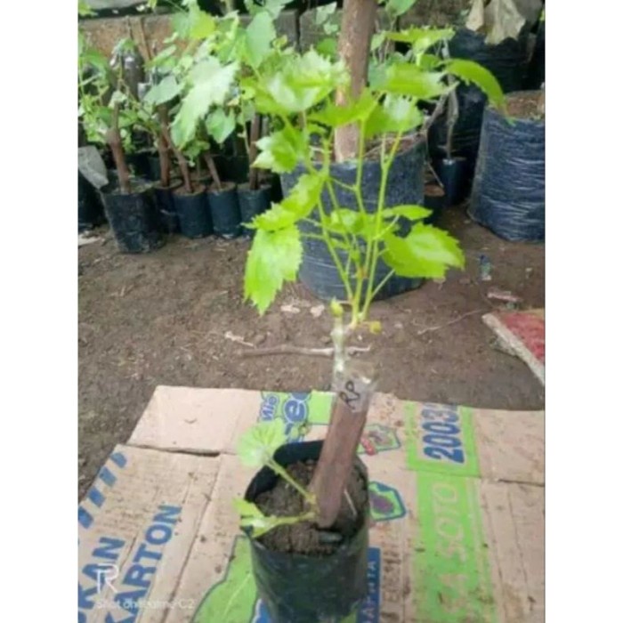 Bibit anggur import flamenco