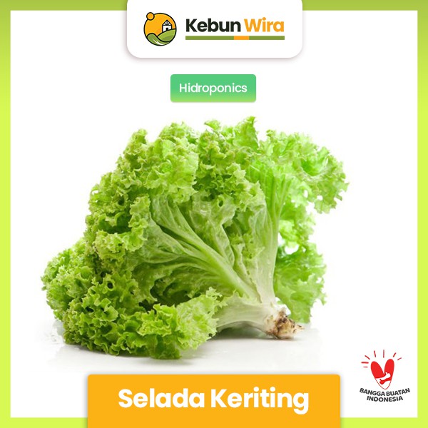 

Salada Keriting Hidroponik 200 gram Kebun Wira