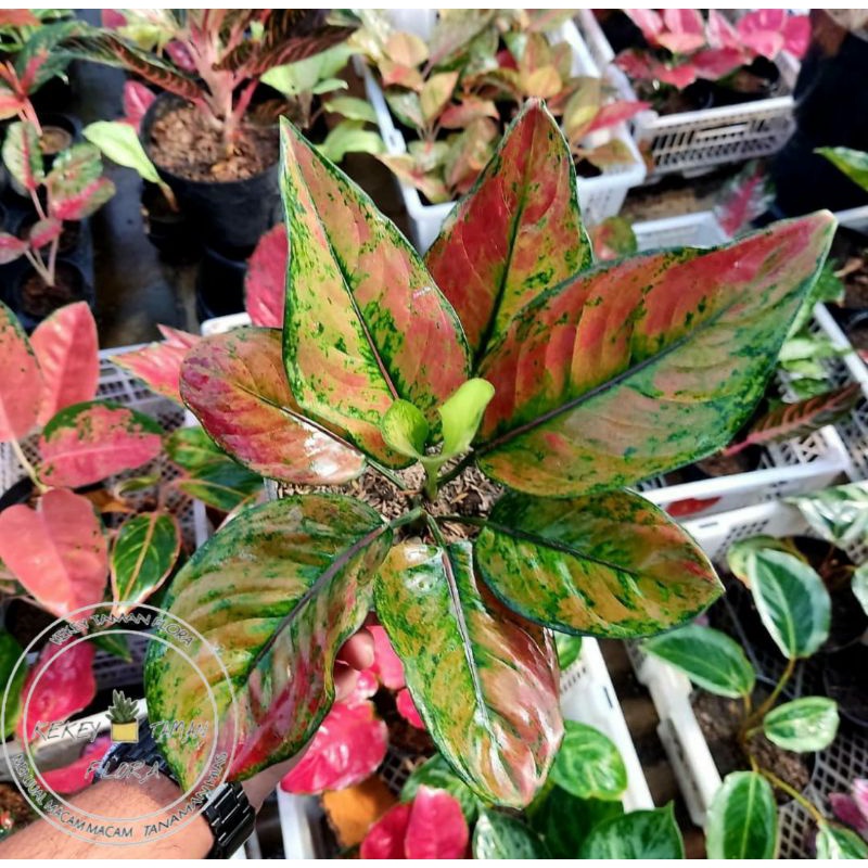 Tanaman Hias Aglonema HengHeng - Aglonema Heng-Heng - Bunga Aglonema