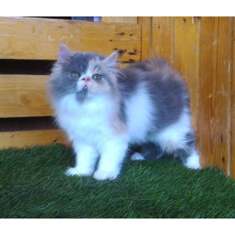 peaknose betina Dilute calico Syantik
