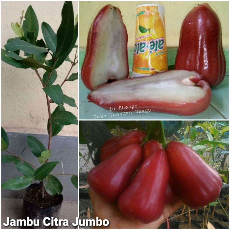 Bibit Jambu Citra Jumbo
