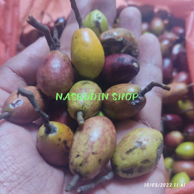 

[Fresh] BIJI BENIH KAYU AFRIKA 30 BIJI / BIJI BENIH AFRIKA KAYU