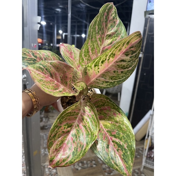 Miss thai mutasi, green Bowl, godzilla, red Anita, moonlight, mahaseti merah, hot Lady